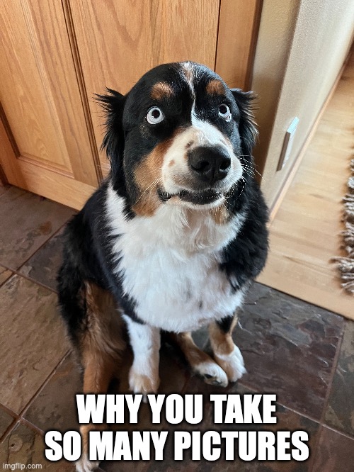 so many pics | WHY YOU TAKE SO MANY PICTURES | image tagged in doggo,dogs,dog,funny dogs | made w/ Imgflip meme maker