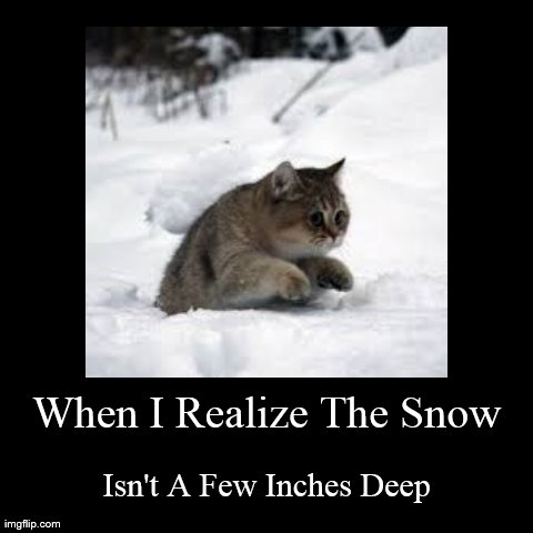 image tagged in funny,demotivationals,cats | made w/ Imgflip demotivational maker