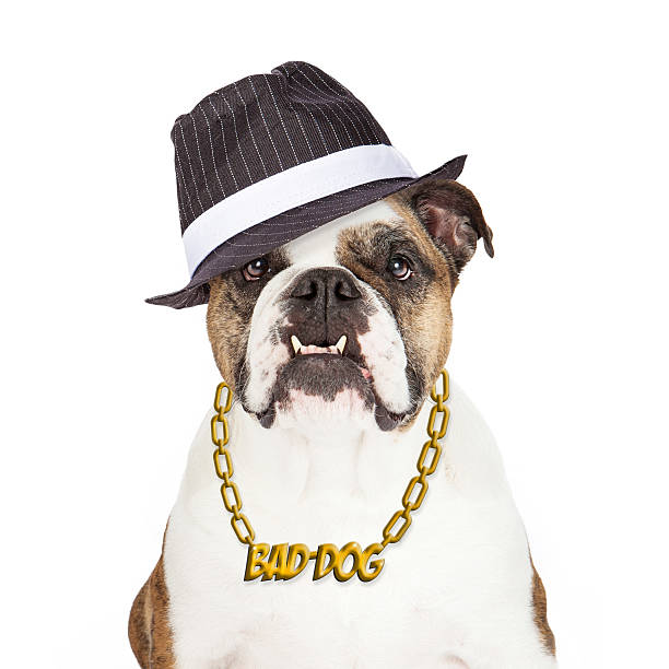 Gangster dog Blank Meme Template