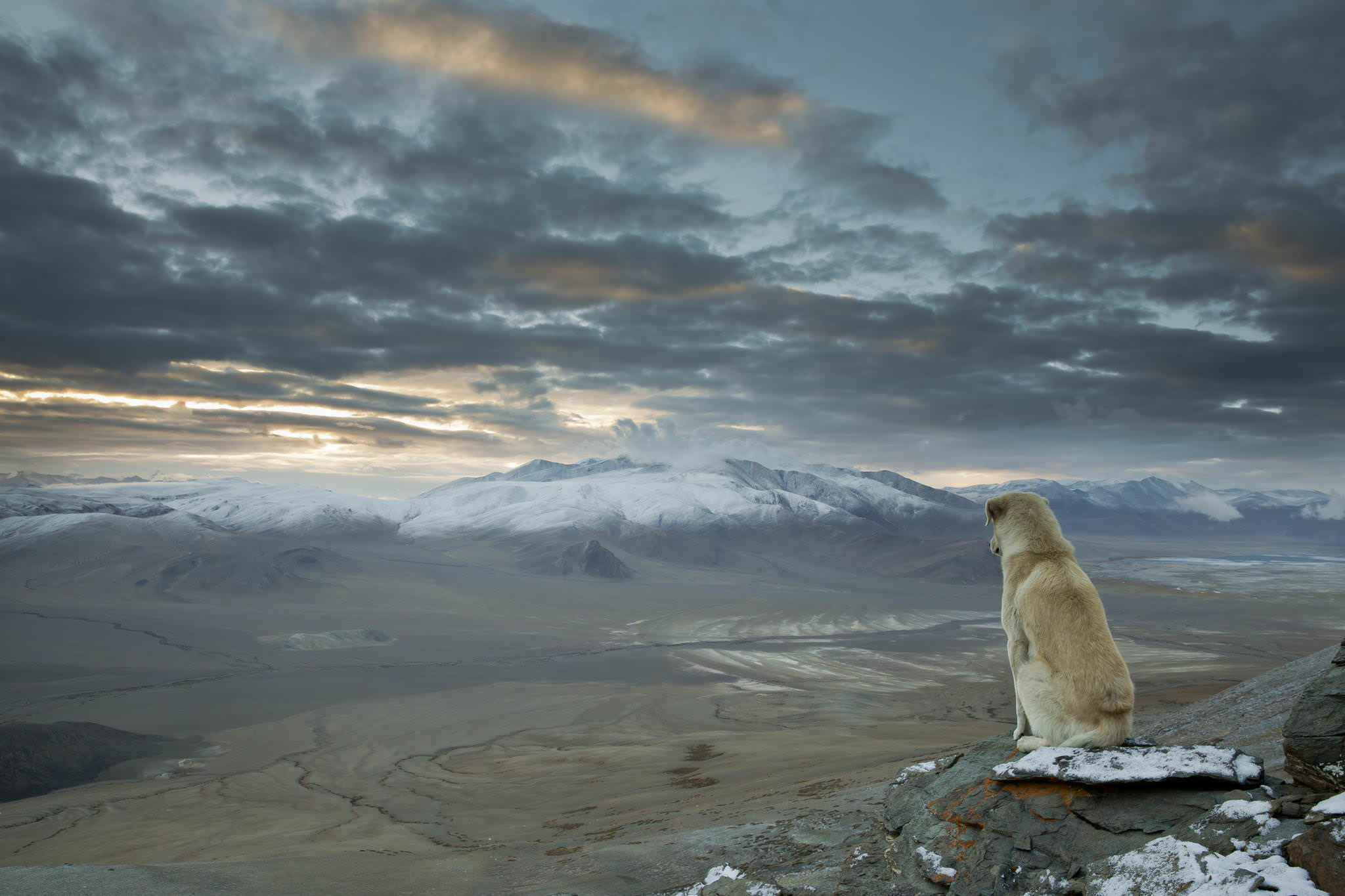 dog sadge Blank Meme Template