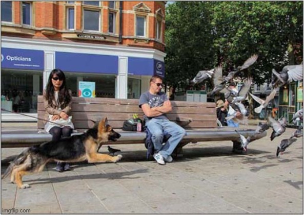 I'm Gonna Get Those Birds ! | image tagged in dogs,german shepherd,puppy,birds | made w/ Imgflip meme maker