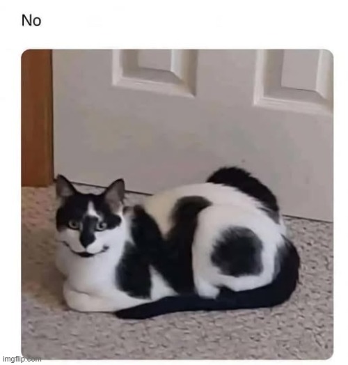 No | image tagged in no,repost,cats | made w/ Imgflip meme maker