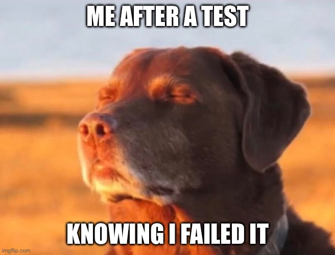 TEST | ME AFTER A TEST; KNOWING I FAILED IT | image tagged in dog accepting fate | made w/ Imgflip meme maker