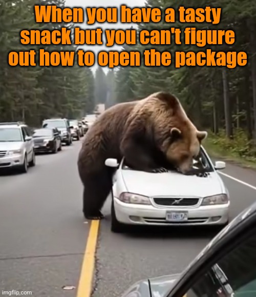 Bear Package | When you have a tasty snack but you can't figure out how to open the package | image tagged in bears,tasty,snack,human,car,package | made w/ Imgflip meme maker