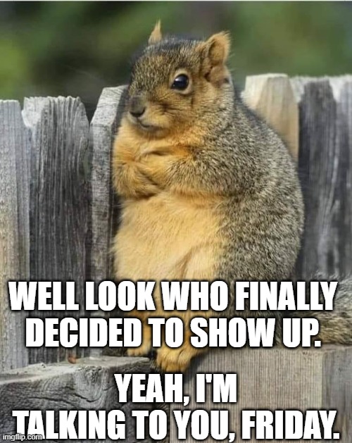 Friday squirrel | WELL LOOK WHO FINALLY 
DECIDED TO SHOW UP. YEAH, I'M TALKING TO YOU, FRIDAY. | image tagged in annoyed squirrel,friday | made w/ Imgflip meme maker