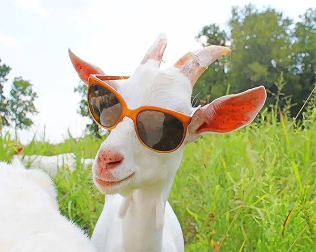 swag goat Blank Meme Template