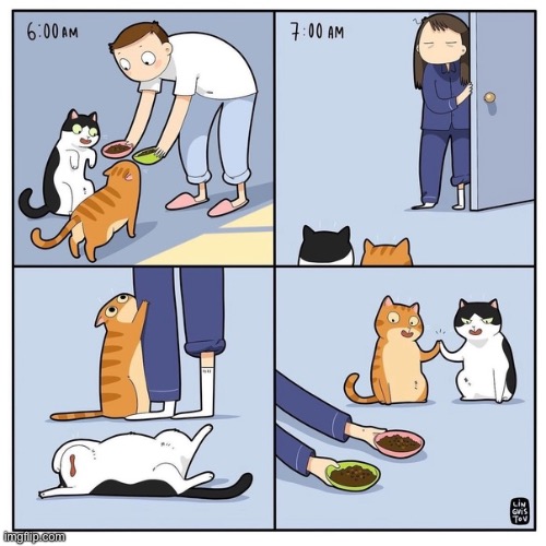 So true… | image tagged in cats,comics/cartoons,feeding time,con artists | made w/ Imgflip meme maker