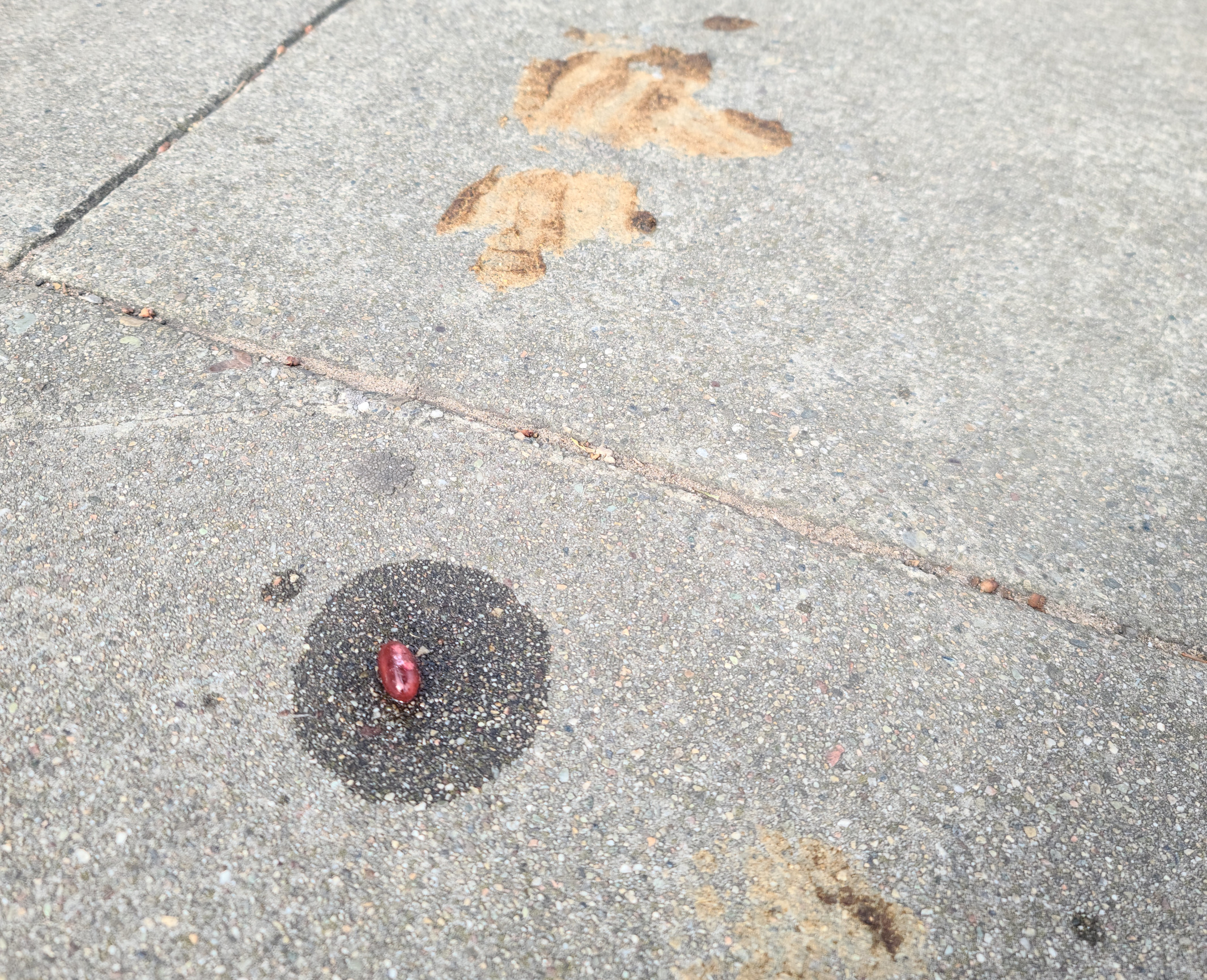 red pill next to poop on the sidewalk Blank Meme Template