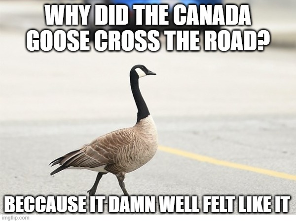 Canada Goose Crossing Road | WHY DID THE CANADA GOOSE CROSS THE ROAD? BECCAUSE IT DAMN WELL FELT LIKE IT | image tagged in canada goose,canadian goose,road | made w/ Imgflip meme maker