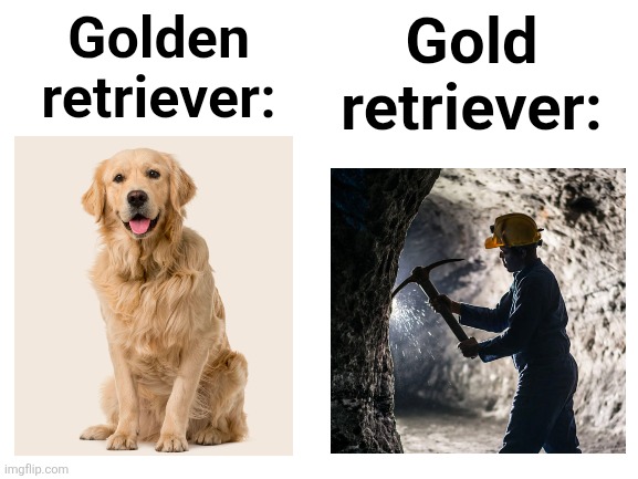 Gold retriever ?? | Golden retriever:; Gold retriever: | image tagged in no tags,wait that's a tag,i guess there are tags | made w/ Imgflip meme maker