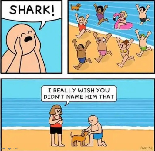 Shark | image tagged in repost,shark | made w/ Imgflip meme maker