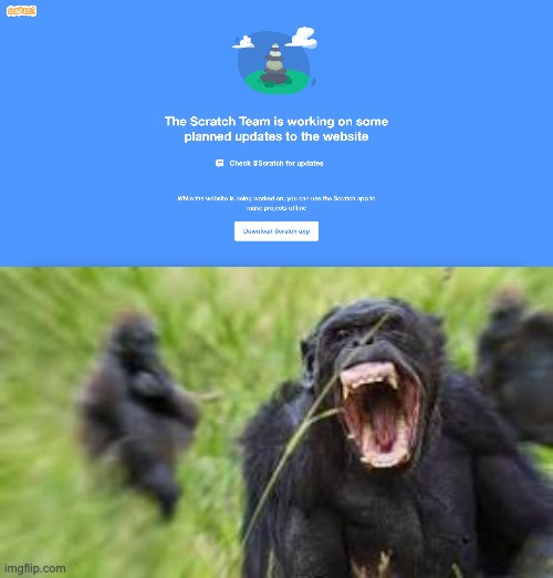 i guess scratch goes bye bye for now | image tagged in angry monke | made w/ Imgflip meme maker