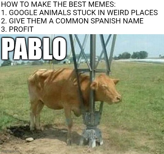 HOW TO MAKE THE BEST MEMES:
1. GOOGLE ANIMALS STUCK IN WEIRD PLACES
2. GIVE THEM A COMMON SPANISH NAME
3. PROFIT; PABLO | image tagged in stuck,spanish,new memes | made w/ Imgflip meme maker