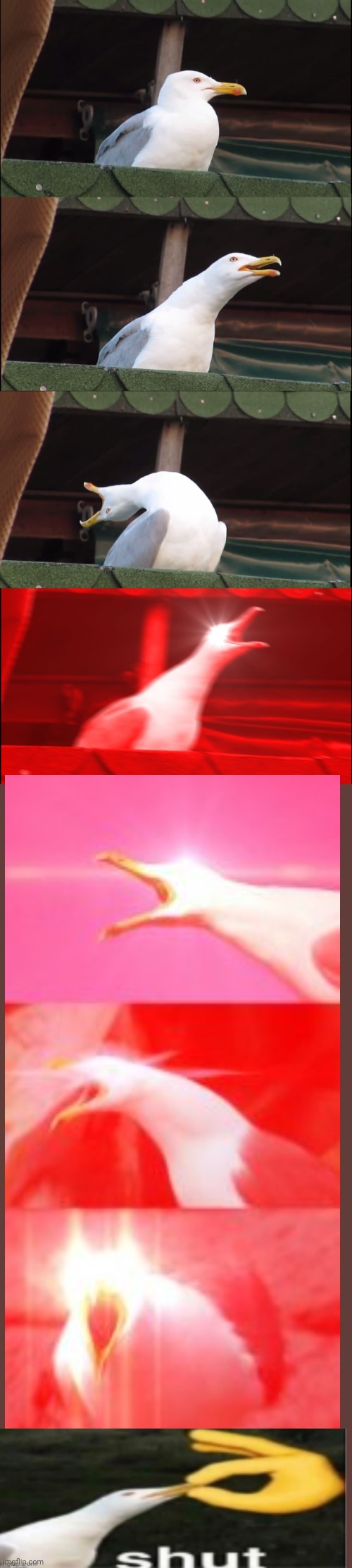 Inhale seagull extended shut Blank Meme Template