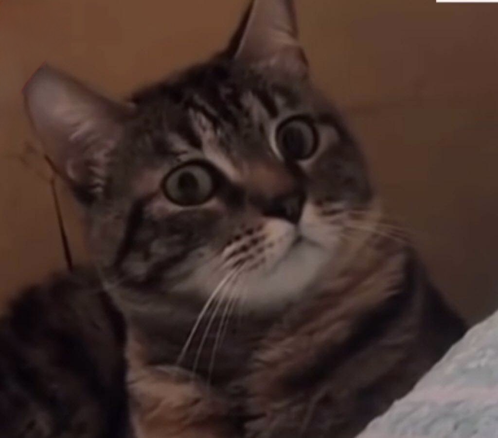 funny cat Blank Meme Template