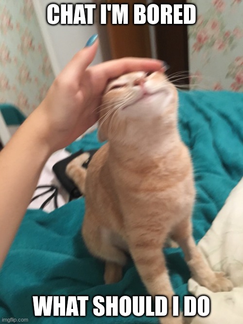 :< | CHAT I'M BORED; WHAT SHOULD I DO | image tagged in cat pat | made w/ Imgflip meme maker