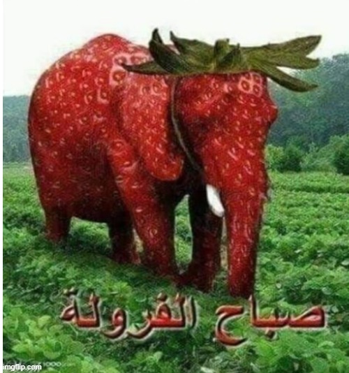 Strawberry Elephant | image tagged in strawberry elephant | made w/ Imgflip meme maker
