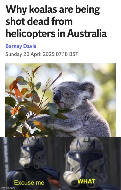 image tagged in memes,funny,australia,florida man,koala,star wars | made w/ Imgflip meme maker