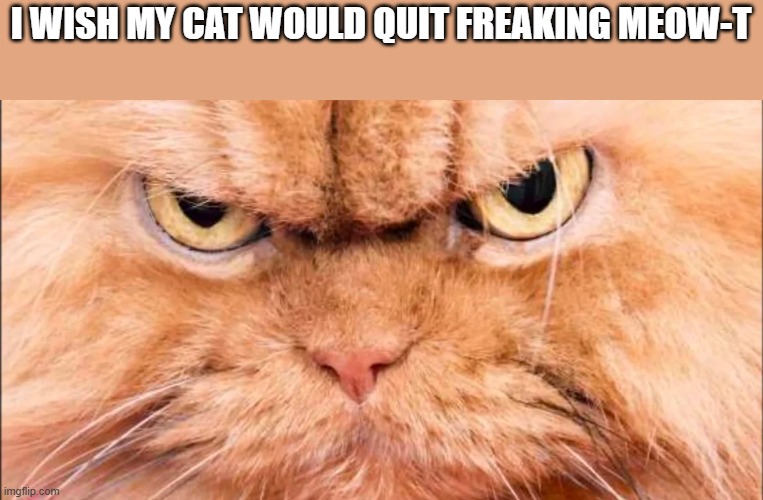 My cat keeps freaking meow-t.  -  funny  - | I WISH MY CAT WOULD QUIT FREAKING MEOW-T | image tagged in cats,funny,kitten,humor,freaking out | made w/ Imgflip meme maker