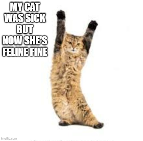 My cat was sick but now he's feline fine. | MY CAT WAS SICK BUT NOW SHE'S FELINE FINE | image tagged in cats,funny,kitten,humor,sick,play on words | made w/ Imgflip meme maker