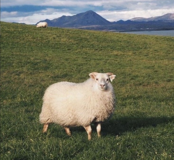 Sheep Blank Meme Template