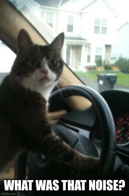 JoJo The Driving Cat | WHAT WAS THAT NOISE? | image tagged in jojo the driving cat | made w/ Imgflip meme maker
