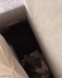 9wjitn.gif