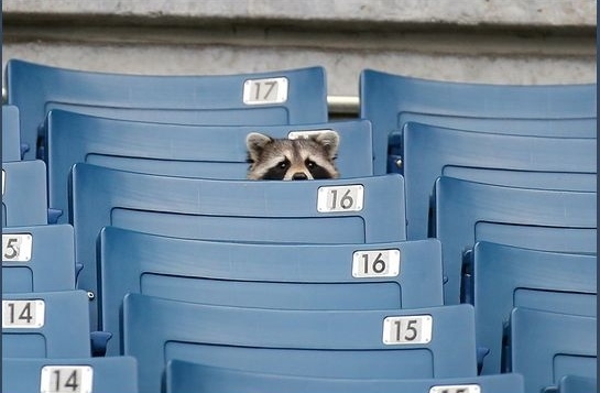 Raccoon alone at game Blank Meme Template