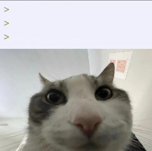 Cat looking meme Blank Meme Template