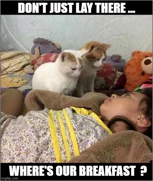 It's Time To Get Up ! | DON'T JUST LAY THERE ... WHERE'S OUR BREAKFAST  ? | image tagged in cats,get up,breakfast | made w/ Imgflip meme maker