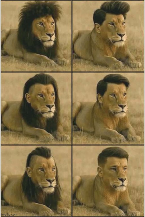 That Face Looks Familiar ? | image tagged in lions,haircut,kewlew | made w/ Imgflip meme maker