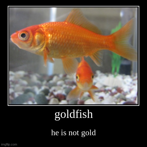 goldfish | he is not gold | image tagged in funny,demotivationals | made w/ Imgflip demotivational maker