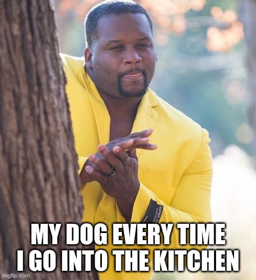 Black guy hiding behind tree | MY DOG EVERY TIME I GO INTO THE KITCHEN | image tagged in black guy hiding behind tree | made w/ Imgflip meme maker