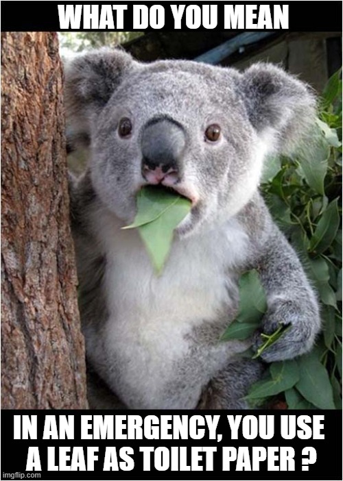 Koala Horror ! | WHAT DO YOU MEAN; IN AN EMERGENCY, YOU USE
 A LEAF AS TOILET PAPER ? | image tagged in koala,leaf,toilet paper,dark humour | made w/ Imgflip meme maker