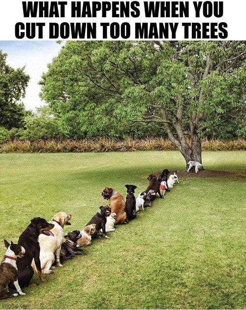 What Happens When You Cut Down Too Many Trees | WHAT HAPPENS WHEN YOU CUT DOWN TOO MANY TREES | image tagged in chrisjoines1 | made w/ Imgflip meme maker