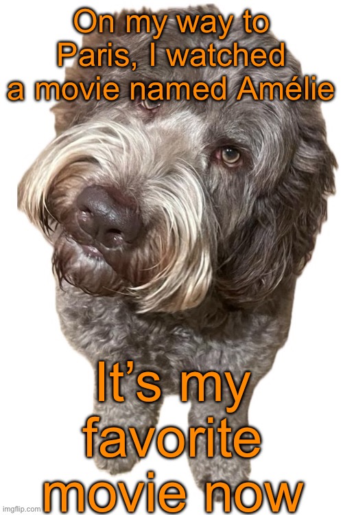 It’s about a girl with a lot of autism symptoms, and since many users of the stream are autistic they might relate to her | On my way to Paris, I watched a movie named Amélie; It’s my favorite movie now | image tagged in norther's dog | made w/ Imgflip meme maker