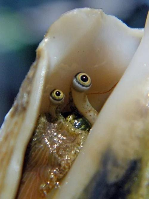 Terrified snail Blank Meme Template