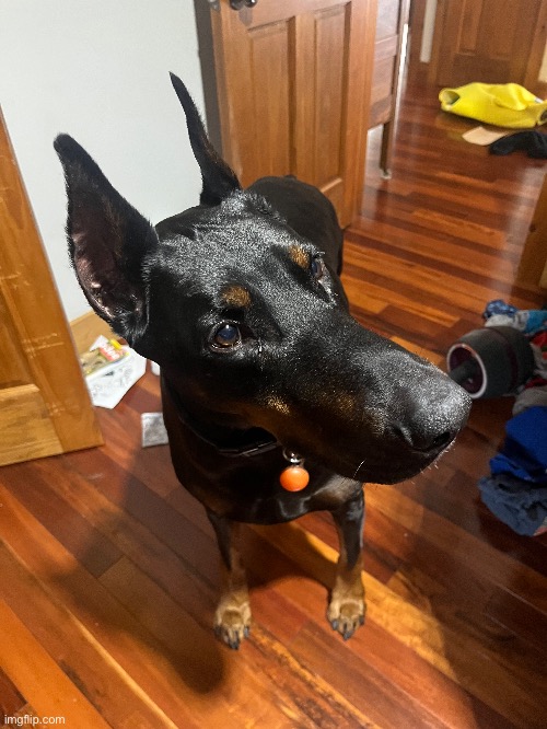 Random photo of my dog :) | image tagged in dog | made w/ Imgflip meme maker