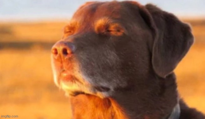 cooked dog | image tagged in cooked dog | made w/ Imgflip meme maker