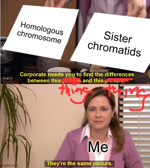 They're The Same Picture | Homologous chromosome; Sister chromatids; Me | image tagged in memes,they're the same picture | made w/ Imgflip meme maker