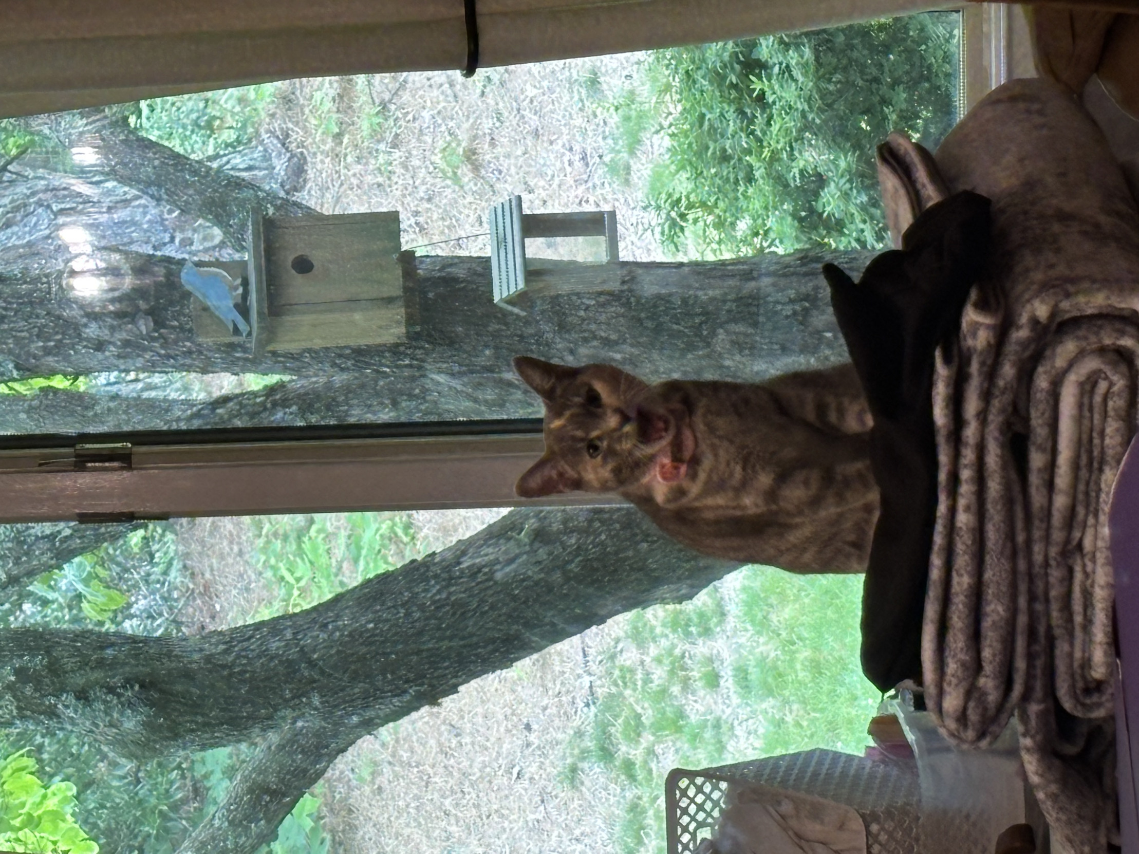 Funny cat with open mouth Blank Meme Template