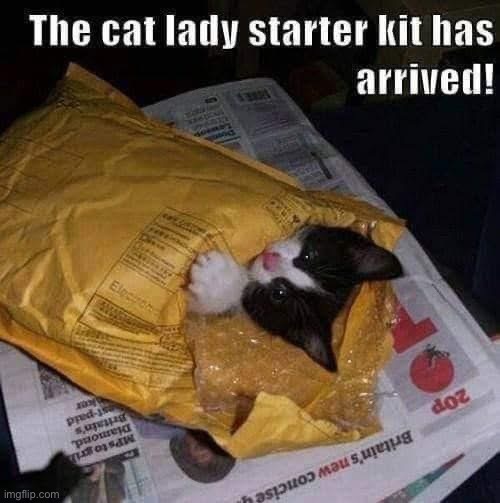 Starter kit | image tagged in cat,crazy cat lady | made w/ Imgflip meme maker