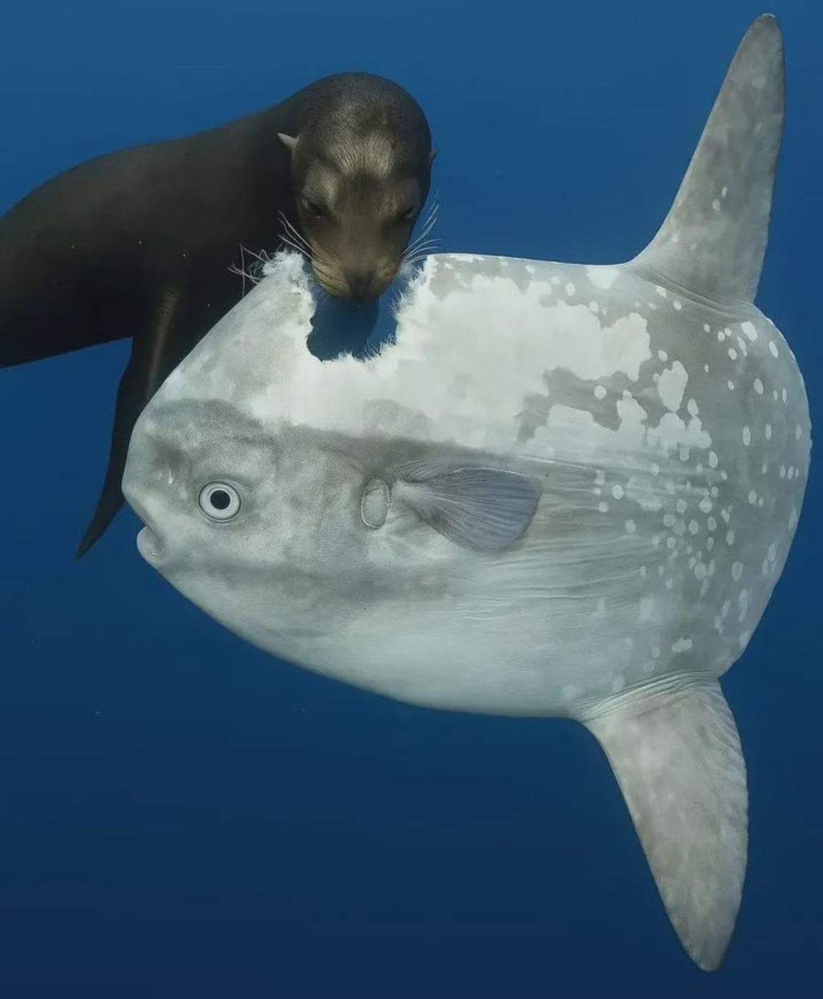 My life fish Blank Meme Template
