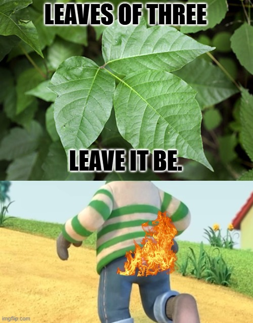 LEAVES OF THREE LEAVE IT BE. | image tagged in poison ivy,pip's ass on fire | made w/ Imgflip meme maker