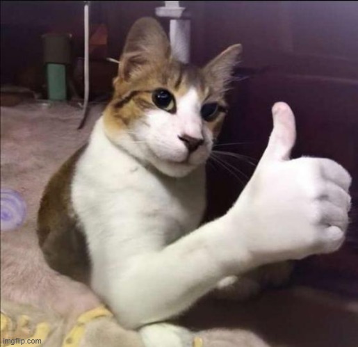 On foenem cat | image tagged in on foenem cat | made w/ Imgflip meme maker