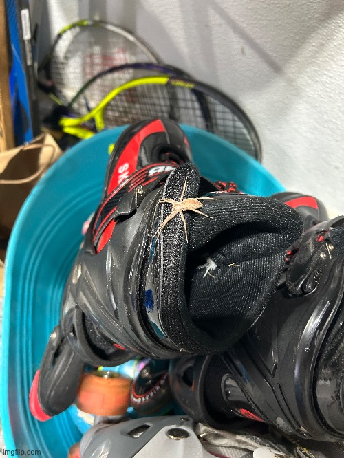 Big ass spider I found last night in my roller skate | made w/ Imgflip meme maker