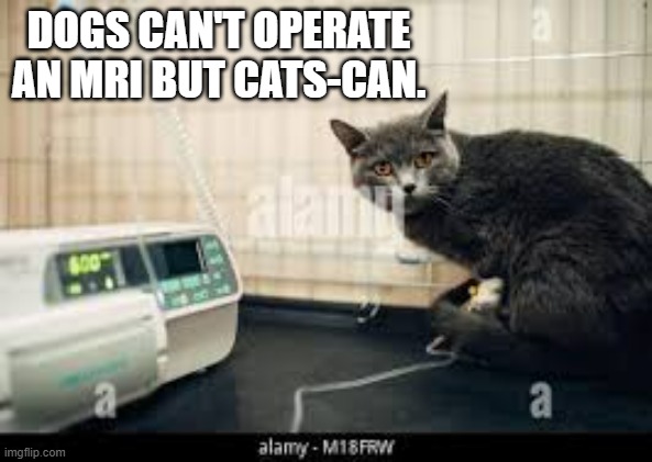 Dogs can't operate MRI machines but cats-can. | DOGS CAN'T OPERATE AN MRI BUT CATS-CAN. | image tagged in cats,funny,dogs,kittens,play on words,humor | made w/ Imgflip meme maker