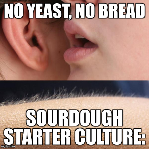 no yeast no bread