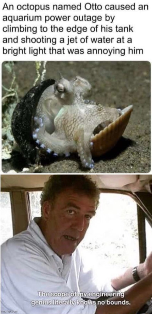 Genius octopus | image tagged in the scope of my engineering genius,annoying,light,shooting | made w/ Imgflip meme maker