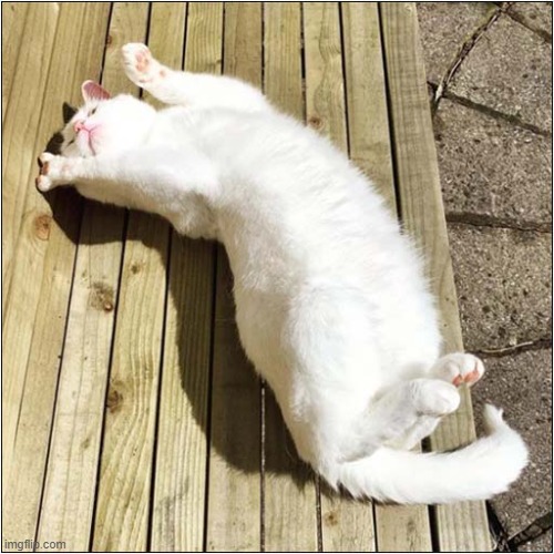 And Relax ... | image tagged in cats,relax | made w/ Imgflip meme maker